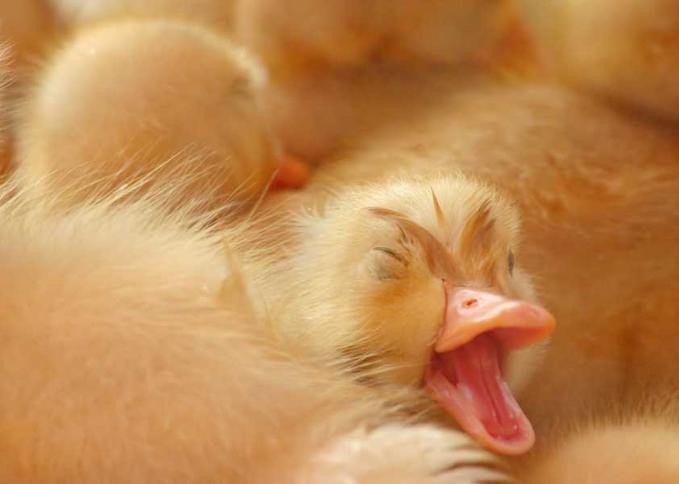 sleeping duckling